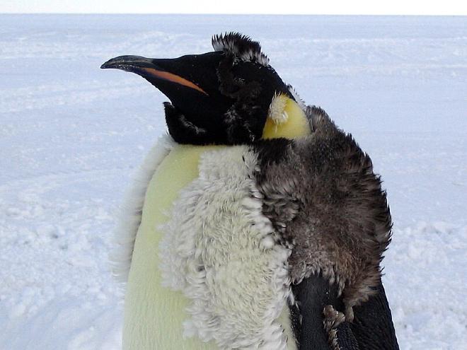 Picture of a Moulting Penguin