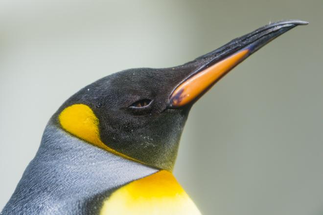 Portrait of a Penguin